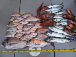 Hit Rush(ヒット ラッシュ） 釣果…