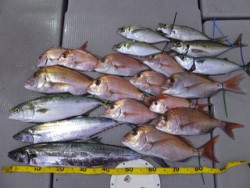 Hit Rush(ヒット ラッシュ） 釣果…