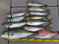 Hit Rush(ヒット ラッシュ） 釣果…