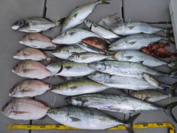 Hit Rush(ヒット ラッシュ） 釣果…