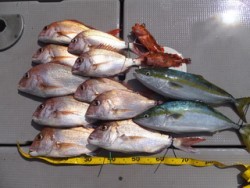 Hit Rush(ヒット ラッシュ） 釣果