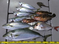 Hit Rush(ヒット ラッシュ） 釣果