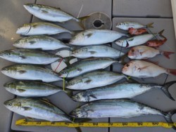 Hit Rush(ヒット ラッシュ） 釣果