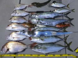 Hit Rush(ヒット ラッシュ） 釣果…