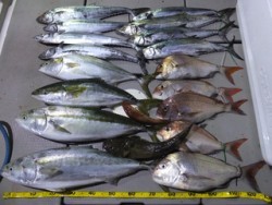 Hit Rush(ヒット ラッシュ） 釣果