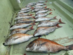 恵優丸 釣果 投稿