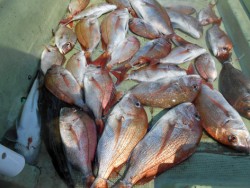 恵優丸　コンスタントな釣果