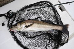 Marine T Design　マリンティーデザイン 釣果 投稿