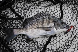 Marine T Design　マリンティーデザイン 釣果 投稿