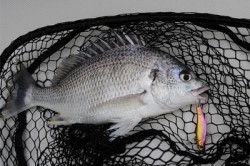 Marine T Design　マリンティーデザイン 釣果 投稿