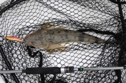 Marine T Design　マリンティーデザイン 釣果 投稿