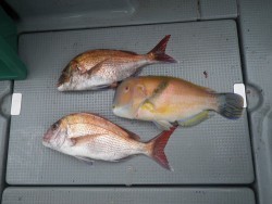 sea boss　シーボス 釣果