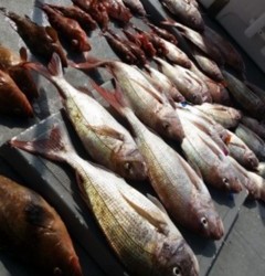 タイラバ船の海豚 釣果 投稿