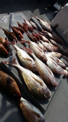 タイラバ船の海豚 釣果 投稿