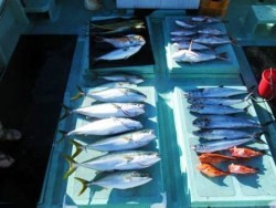 第11八幡丸 釣果 投稿