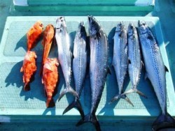 第11八幡丸 釣果 投稿