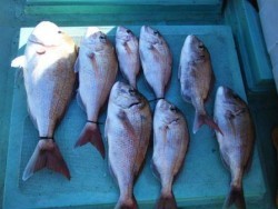 第11八幡丸 釣果 投稿