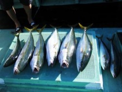 第11八幡丸 釣果 投稿