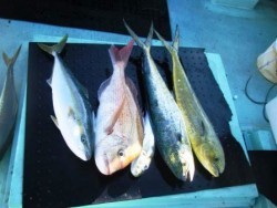 第11八幡丸 釣果 投稿