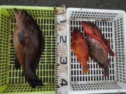 エヌテックマリン 釣果 投稿