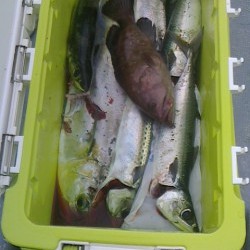 FIRE DOLPHIN 釣果 投稿