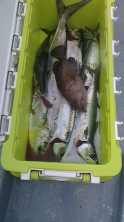 FIRE DOLPHIN 釣果 投稿