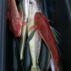 FIRE DOLPHIN 釣果 投稿