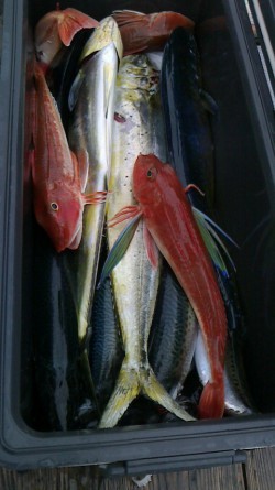 FIRE DOLPHIN 釣果 投稿