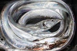 松本釣船２ 釣果 投稿