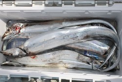 松本釣船２ 釣果 投稿