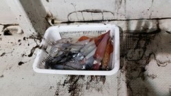 オーシャンズ 釣果 投稿