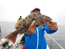 MATSUSHIMA SEANET 釣果 投稿