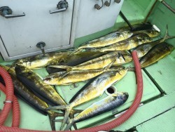 エヌテックマリン 釣果 投稿