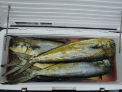 エヌテックマリン 釣果 投稿