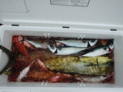 エヌテックマリン 釣果 投稿