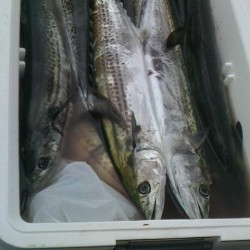 みやけ丸 釣果 投稿