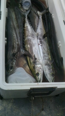 みやけ丸 釣果 投稿