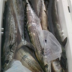 みやけ丸 釣果 投稿