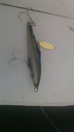 みやけ丸 釣果 投稿