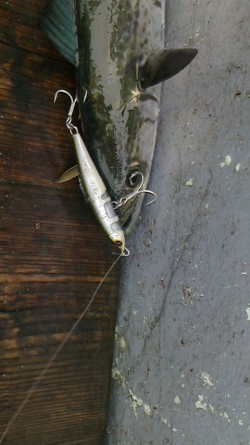 みやけ丸 釣果 投稿