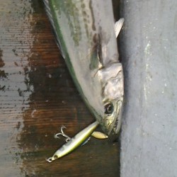 みやけ丸 釣果 投稿