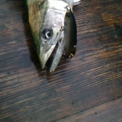 みやけ丸 釣果 投稿