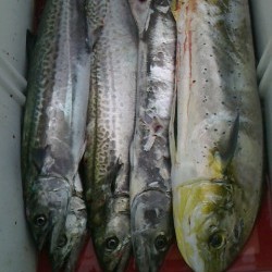 FIRE DOLPHIN 釣果 投稿