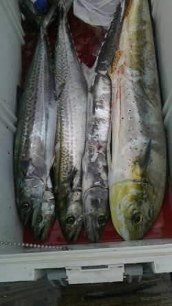 FIRE DOLPHIN 釣果 投稿