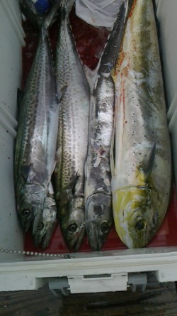 FIRE DOLPHIN 釣果 投稿