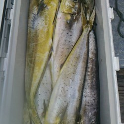 FIRE DOLPHIN 釣果 投稿