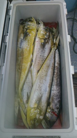 FIRE DOLPHIN 釣果 投稿