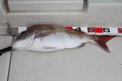 松本釣船２ 釣果 投稿