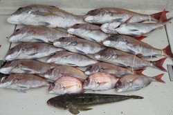 松本釣船２ 釣果 投稿