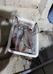 オーシャンズ 釣果 投稿